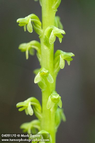 Short-spurred Rein Orchid blossoms detail