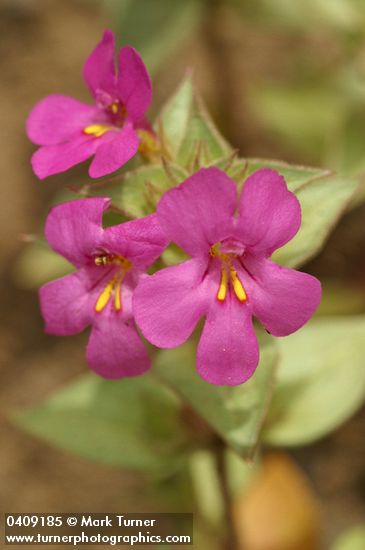 Cusick's Monkey Flower blossoms detail