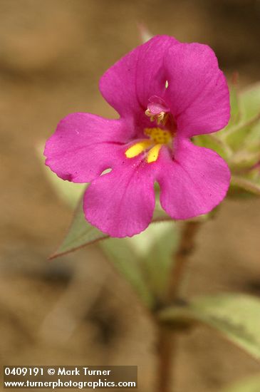 Cusick's Monkey Flower blossom & foliage detail