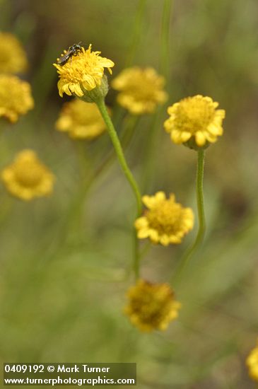 Austin's Fleabane blossoms