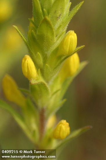 Yellow Owl Clover bracts & blossoms detail