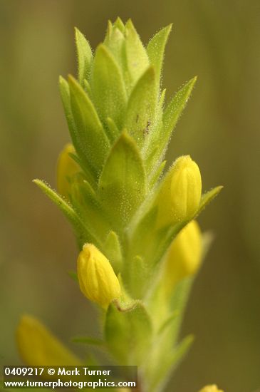 Yellow Owl Clover bracts & blossoms detail