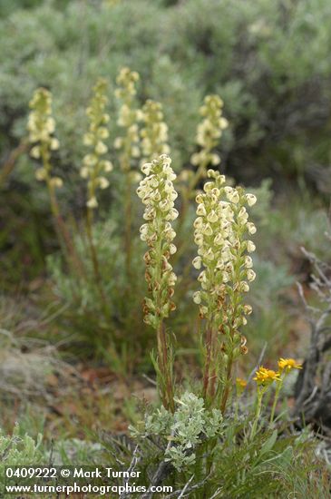 Coiled-beak Lousewort