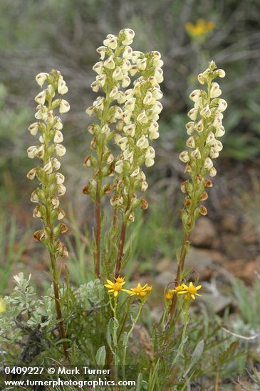 Coiled-beak Lousewort