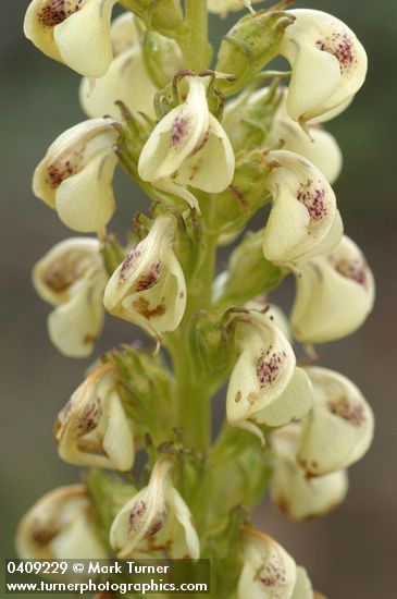 Coiled-beak Lousewort blossoms detail
