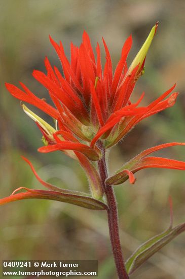 Linear-leafed Paintbrush bracts & blossoms detail