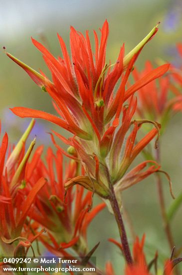Linear-leafed Paintbrush bracts & blossoms detail