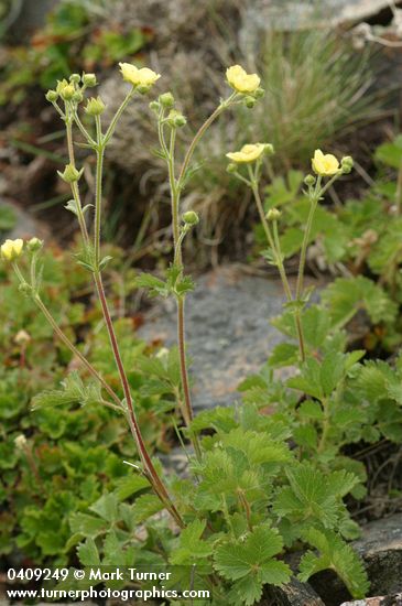 Sticky Cinquefoil