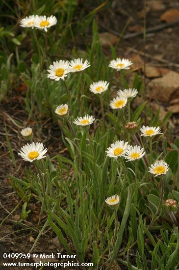 Eaton's Shaggy Daisy