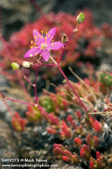 Spiny Fameflower blossom
