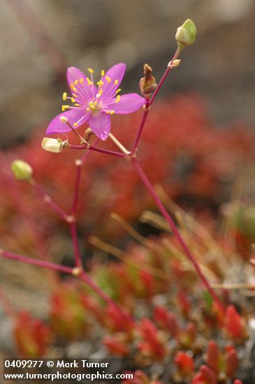 Spiny Fameflower blossom