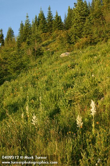 Wet meadow w/ Wiggins Lilies at sunset