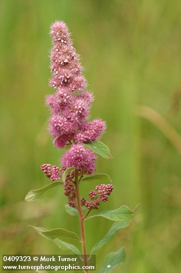 Hardhack blossoms & foliage detail
