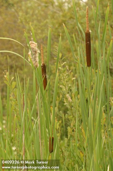 Broadleaf Cattails
