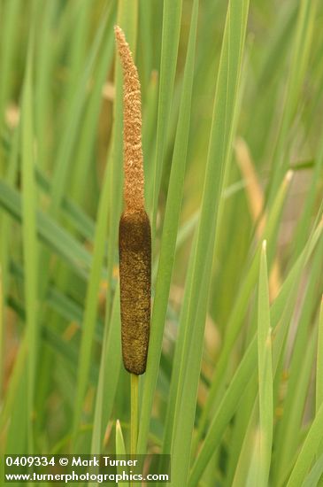 Broadleaf Cattail blossoms & foliage