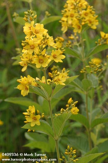 Large Yellow Loosestrife
