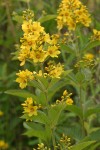 Large Yellow Loosestrife