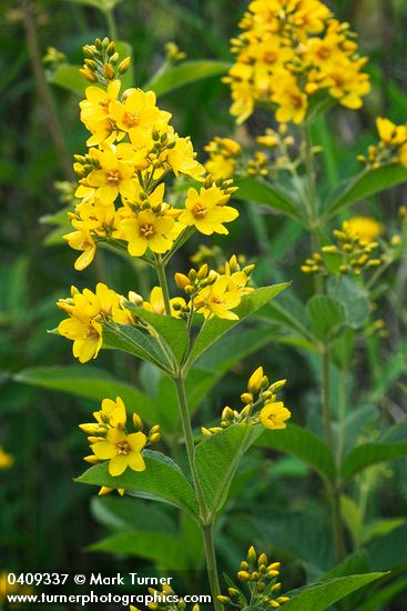Large Yellow Loosestrife