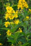 Large Yellow Loosestrife