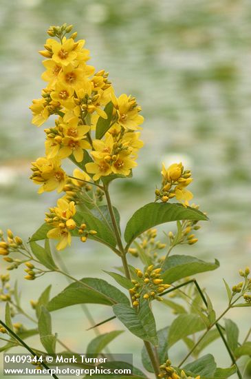 Large Yellow Loosestrife
