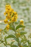 Large Yellow Loosestrife