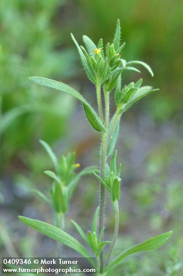 Mountain Tarweed