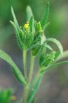 Mountain Tarweed blossom & foliage detail