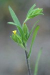Mountain Tarweed blossom & foliage detail