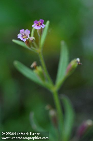 Brewer's Monkey Flower blossoms & foliage