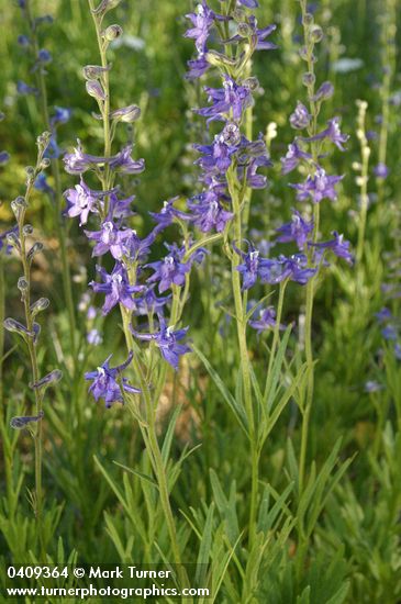 Tall Meadow Larkspur