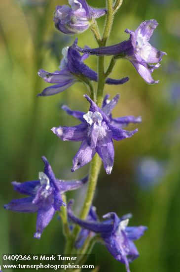 Tall Meadow Larkspur blossoms detail