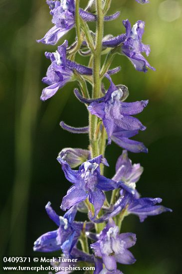 Tall Meadow Larkspur blossoms detail