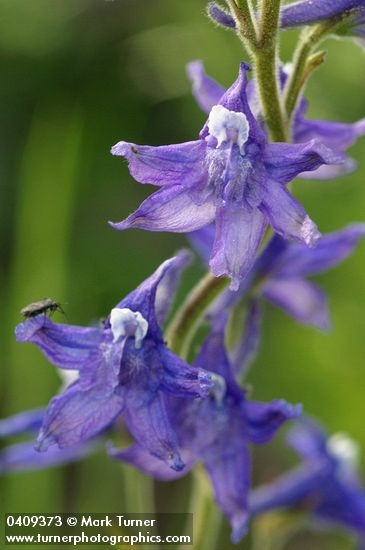 Tall Meadow Larkspur blossoms detail
