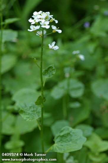 Lyall's Bittercress