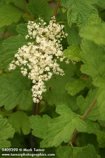 Ocean Spray blossoms & foliage detail