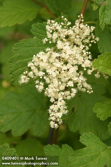 Ocean Spray blossoms & foliage detail