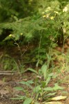 Scouler's Hawkweed