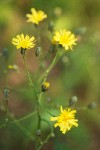 Scouler's Hawkweed blossoms
