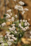 Tall Buckwheat blossoms
