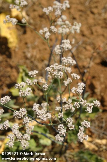 Tall Buckwheat blossoms