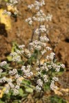 Tall Buckwheat blossoms