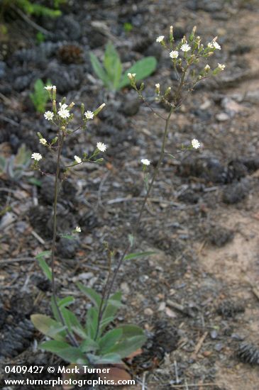 White Hawkweed