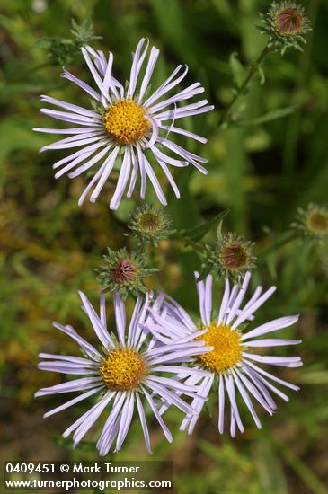 Leafy Aster blossoms detail