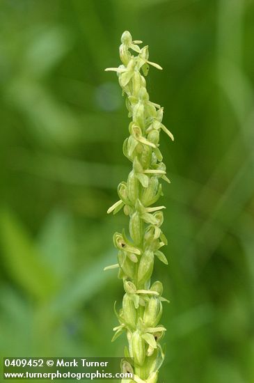 Slender Bog Orchid blossoms