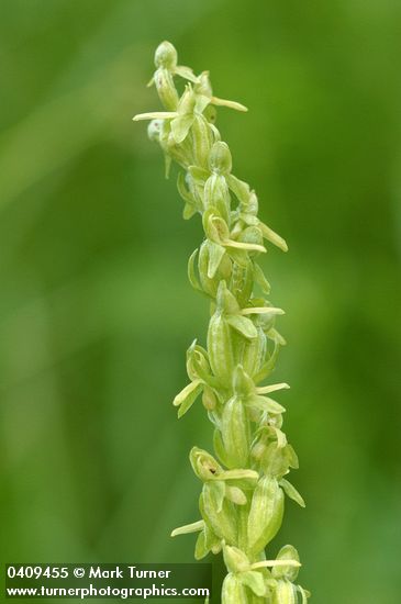 Slender Bog Orchid blossoms