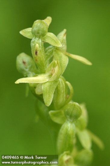 Slender Bog Orchid blossoms detail