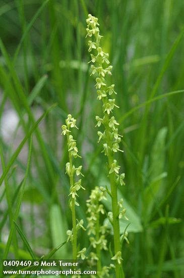 Slender Bog Orchids