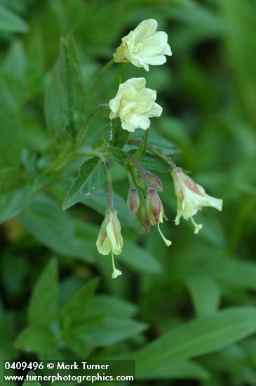 Yellow Fireweed blossoms & foliage detail