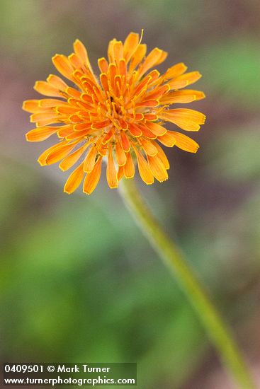 Orange Agoseris blossom detail