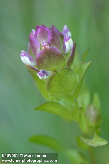 Mountain Owl Clover bracts & blossoms detail